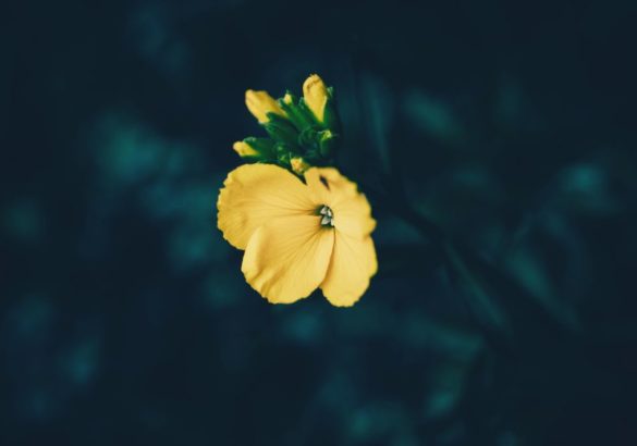 Deze 6 boeken over narcisme kunnen je helpen om te helen