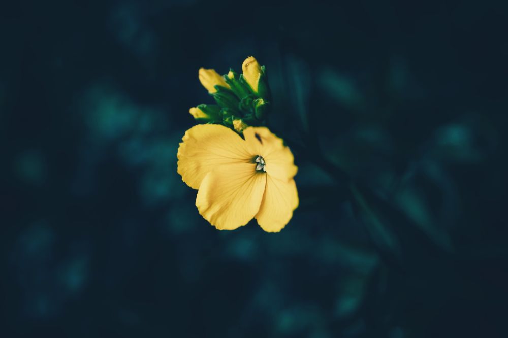 Deze 6 boeken over narcisme kunnen je helpen om te helen