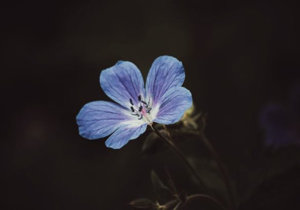 Psycholoog: narcistische tactieken raken jouw gewonde en eenzame innerlijke kind