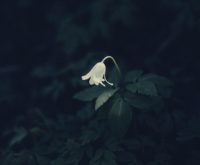 Wanneer jeugdtrauma heel heftig is: wat is CPTSS (Complexe Posttraumatische Stressstoornis)?
