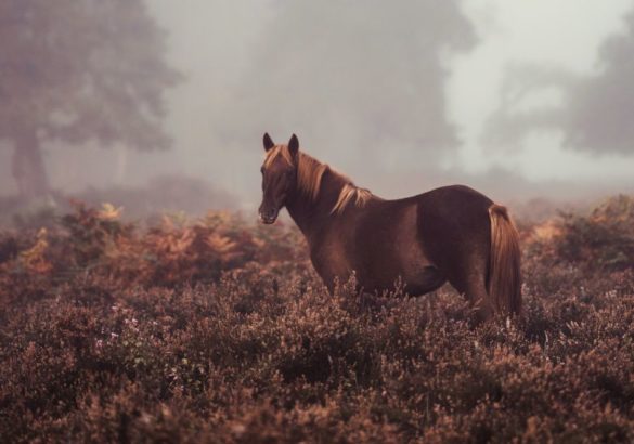 Het sjamanisme over totemdieren: de betekenis van paarden in jouw dromen