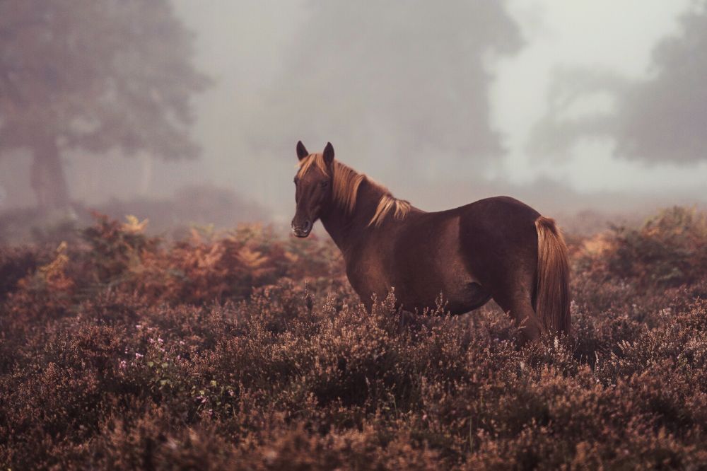 Het sjamanisme over totemdieren: de betekenis van paarden in jouw dromen