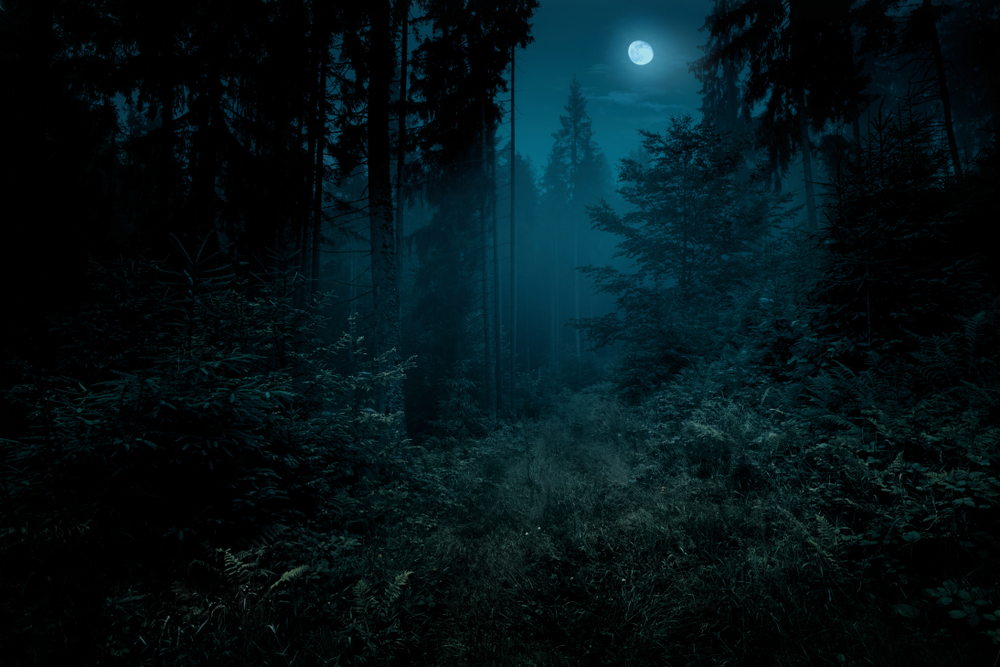 volle maan in het bos
