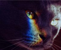 De energie van dierenchakra’s: dit zijn de kenmerken van een disbalans