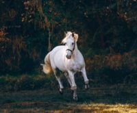 Het jaar van Paard 2026: dit zijn de spirituele thema’s van dit jaar (met praktische tips en rituelen)