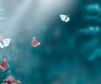 Licht op sterven: 7 wonderbaarlijke ervaringen op de grens van leven en dood