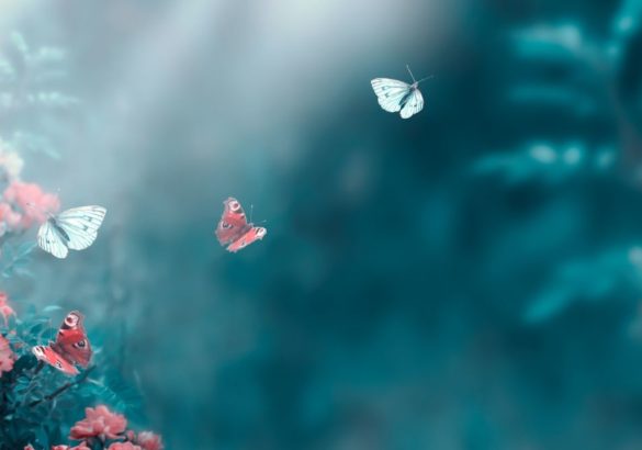 Licht op sterven: 7 wonderbaarlijke ervaringen op de grens van leven en dood