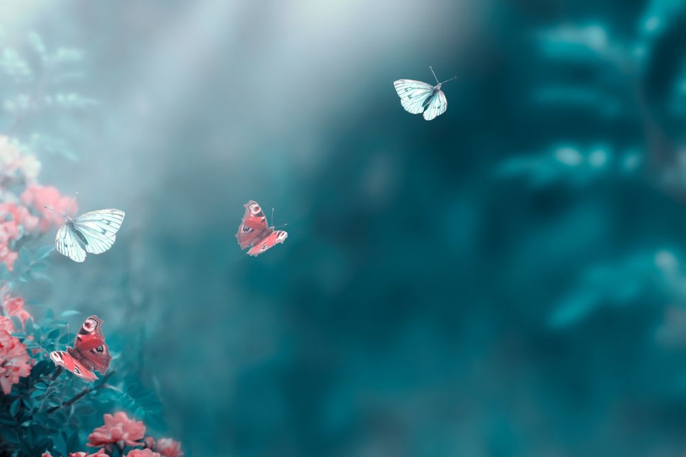 Licht op sterven: 7 wonderbaarlijke ervaringen op de grens van leven en dood