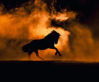 Het jaar van het Vuurpaard: dit is jouw Chinese horoscoop voor 2026