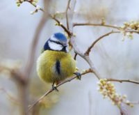 De spirituele betekenis van de pimpelmees: wie ben jij écht?