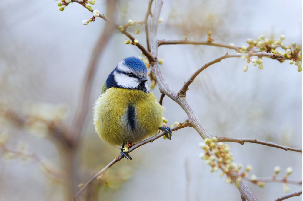 De spirituele betekenis van de pimpelmees: wie ben jij écht?
