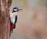 De spirituele betekenis van de specht: wat is de boodschap voor jou?