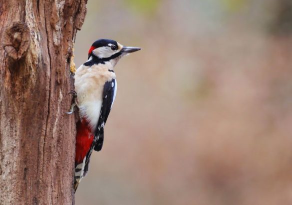 De spirituele betekenis van de specht: wat is de boodschap voor jou?