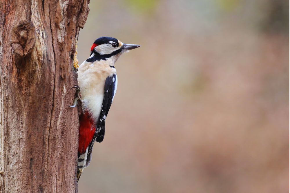 De spirituele betekenis van de specht: wat is de boodschap voor jou?